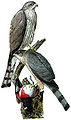 Thumbnail for version as of 22:59, 27 May 2007