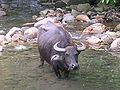 Thumbnail for version as of 06:06, 10 January 2007