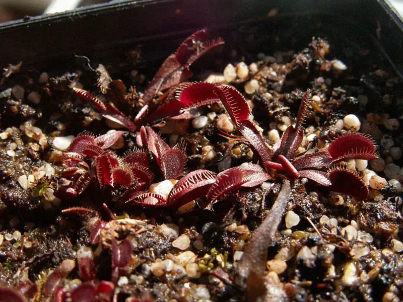 File:Dionaea muscipula akai ryu.jpg