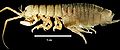 Thumbnail for version as of 23:45, 12 January 2009