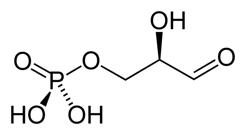 File:G3P-2D-skeletal.png