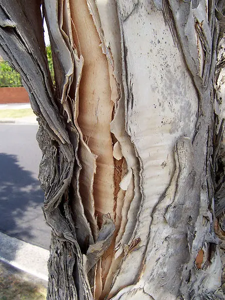 File:Paperbark.jpg