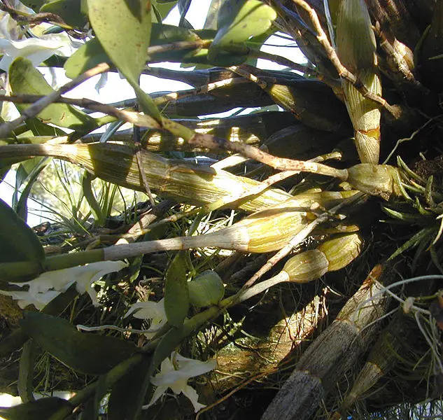 File:Pseudobulbs new.jpg