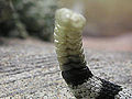 Thumbnail for version as of 17:58, 15 December 2007