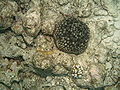 Thumbnail for version as of 00:52, 23 July 2007