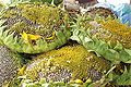 Thumbnail for version as of 01:13, 25 September 2007