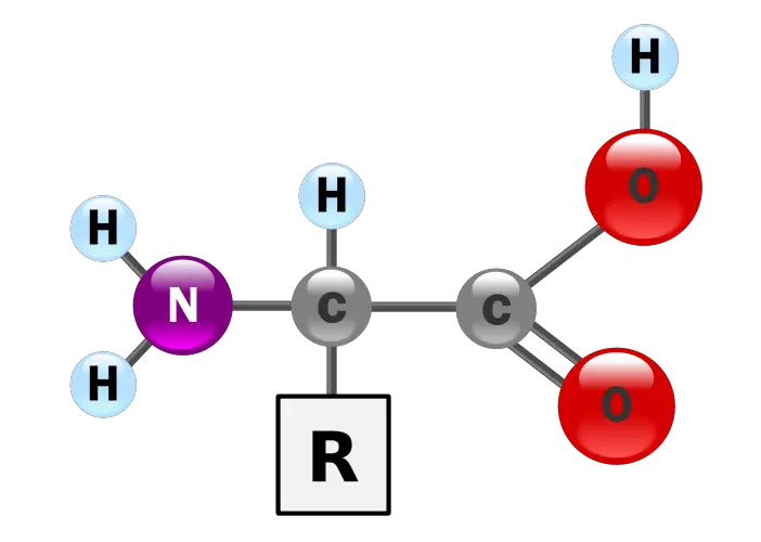 File:AminoAcidball.svg