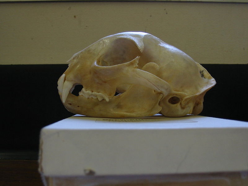 File:Bobcat skull Pengo.jpg