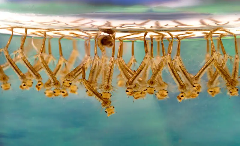 File:Culex sp larvae.png