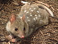 Thumbnail for version as of 21:06, 9 September 2008