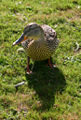 Thumbnail for version as of 21:26, 30 January 2009