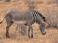 Thumbnail for version as of 00:52, 8 February 2009