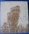 Thumbnail for version as of 01:34, 22 December 2005