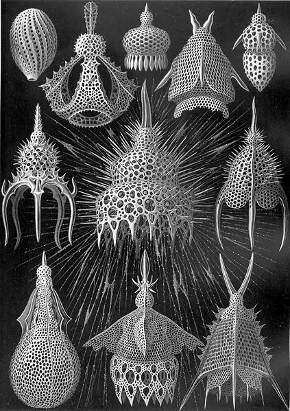 File:Haeckel Cyrtoidea.jpg
