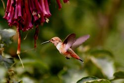 Hummingbird among flowers