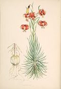 Lilium pomponium.jpg