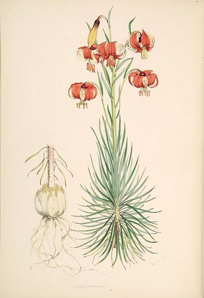 File:Lilium pomponium.jpg