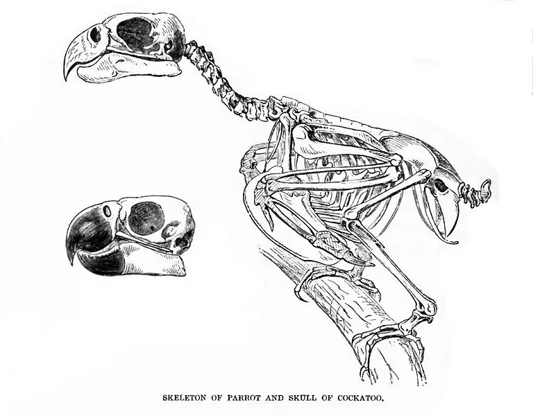 File:ParrotSkelLyd.jpg