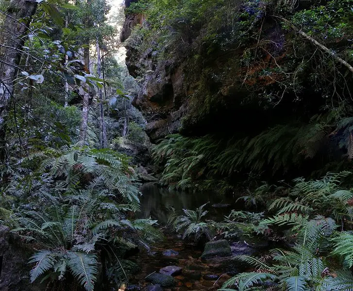 File:Rainforest,bluemountainsNSW.jpg