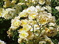 Thumbnail for version as of 17:54, 10 June 2006