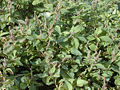 Thumbnail for version as of 23:58, 9 February 2009
