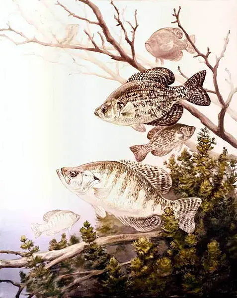File:Black and white crappie.jpg