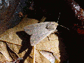 Thumbnail for version as of 19:30, 1 July 2006