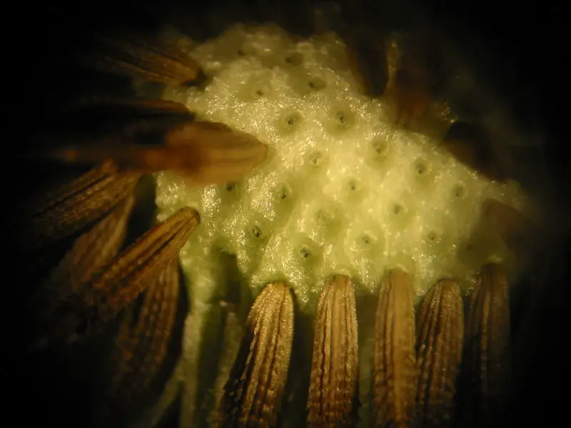File:Dandelion Microscopic 1.jpg