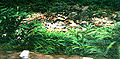 Thumbnail for version as of 19:28, 2 December 2007