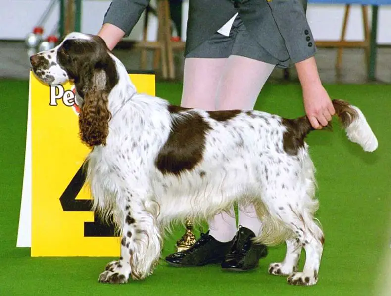 File:English-Springer-Spaniel.jpg