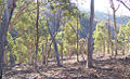 Thumbnail for version as of 15:30, 28 June 2006