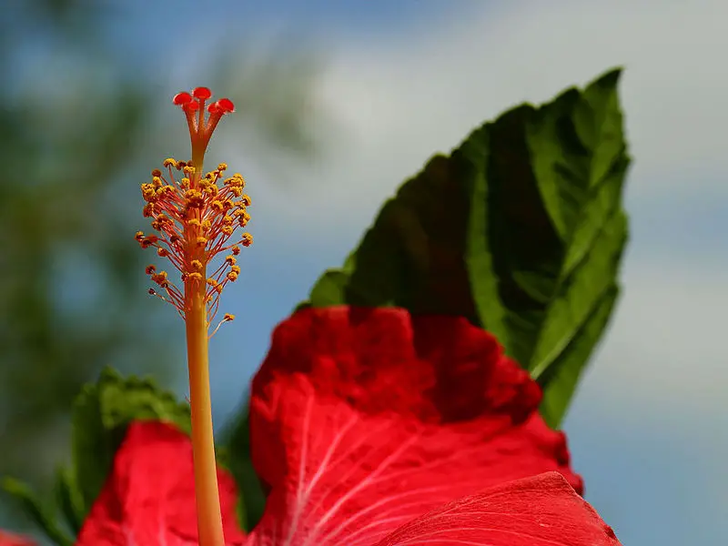 File:Hibiscus1.jpg