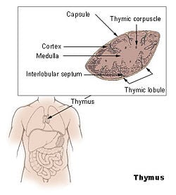 Illu thymus.jpg