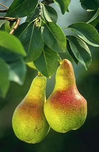 European Pear (Pyrus communis) branch with fruit
