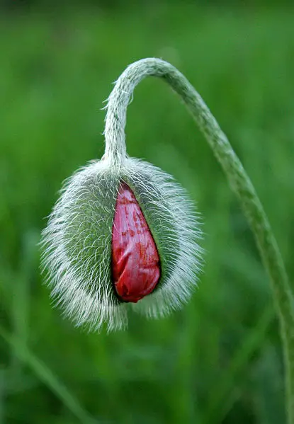 File:Poppy bud opening.jpg