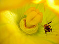 Thumbnail for version as of 15:59, 12 April 2008