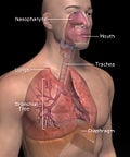 3DScience respiratory labeled.jpg