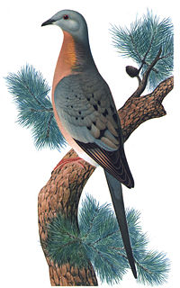 Male Passenger Pigeon--chromolithograph