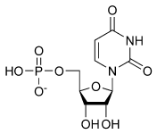 Nucleotide - New World Encyclopedia