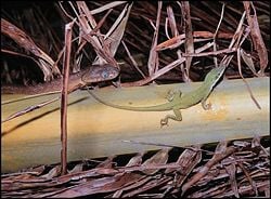 Brown tree snake and Green anole