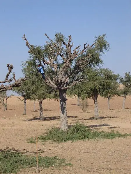 Thar Desert - New World Encyclopedia