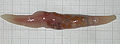 Thumbnail for version as of 13:04, 6 May 2007
