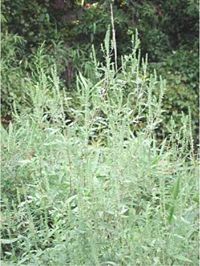 A ragweed, Ambrosia sp.