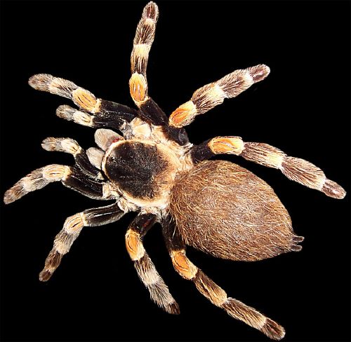 Arthropod - New World Encyclopedia