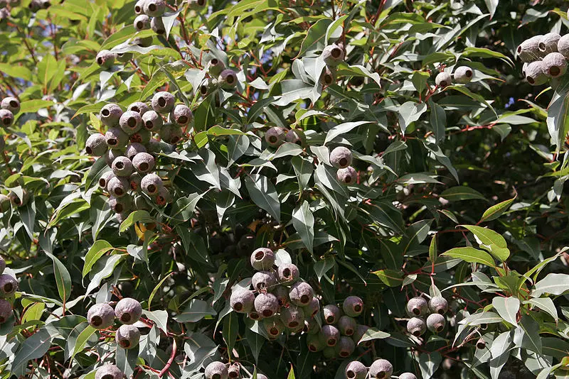 File:Gumnut tree.jpg