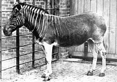 Quagga in London Zoo, 1870