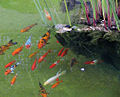 Thumbnail for version as of 22:55, 25 October 2008