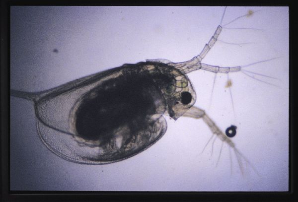 Daphnia - New World Encyclopedia