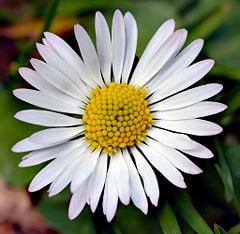 English or true daisy (Bellis perennis)