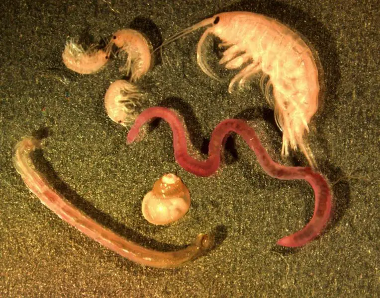 File:Benthic GLERL 1.jpg